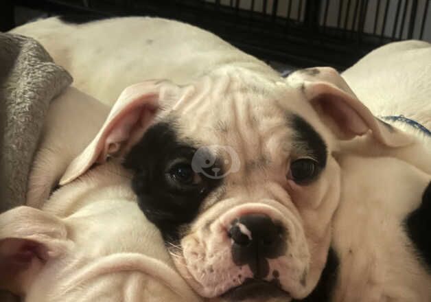 American Bulldog puppies for sale in Bexley, Greater London – 1 year old - Image 4 of 5