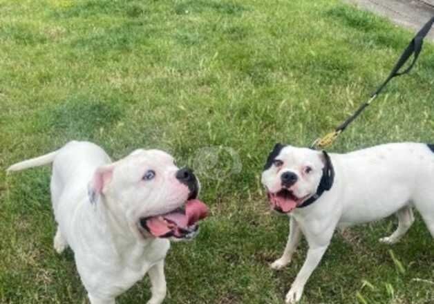 American Bulldog puppies for sale in Bexley, Greater London – 1 year old - Image 5 of 5