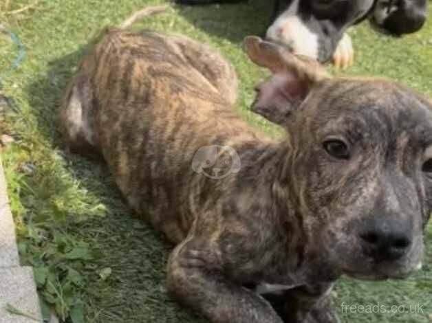 3 month old Boy pup £150 - Image 2 of 3