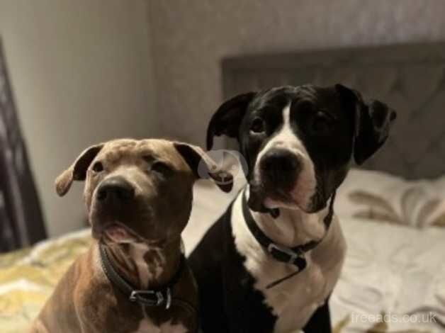 3 month old Boy pup £150 - Image 3 of 3