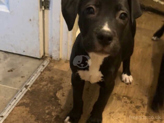 American Bulldog puppies for sale in Walsall, West Midlands – 1 year old - Image 3 of 5