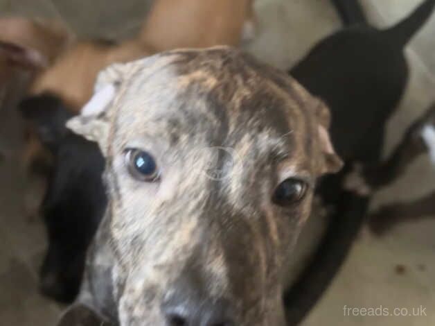 American Bulldog puppies for sale in Walsall, West Midlands – 1 year old - Image 4 of 5