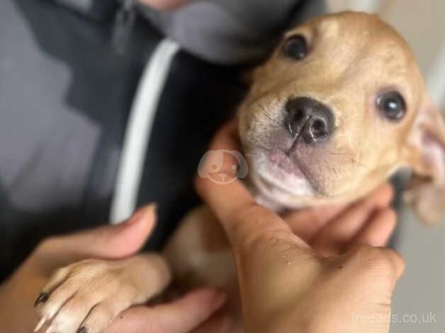 American Bulldog puppies for sale in Walsall, West Midlands – 1 year old - Image 5 of 5