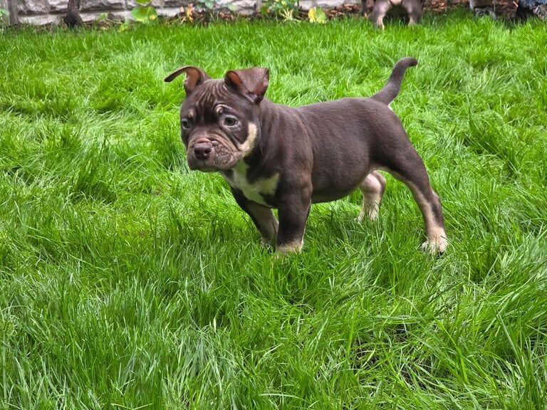 American Bulldog puppies for sale in Great Barr, West Midlands – KC registered, 6 months old - Image 2 of 3