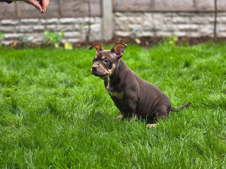 American Bulldog puppies for sale in Great Barr, West Midlands – KC registered, 6 months old - Image 3 of 3