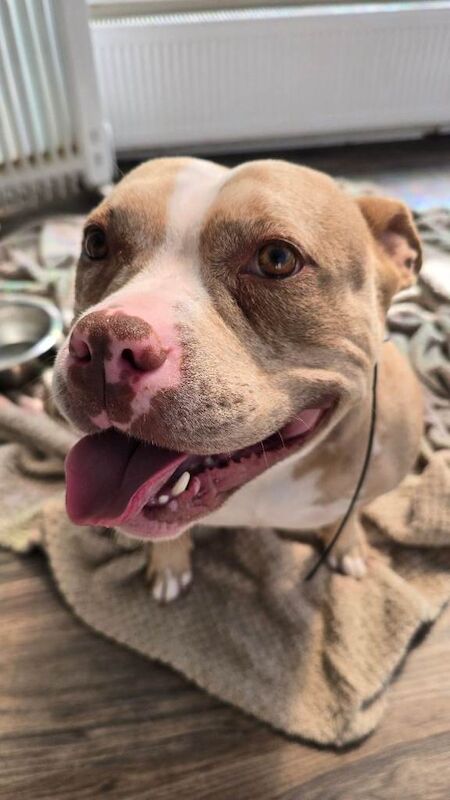 3yr old female Pocket Bully