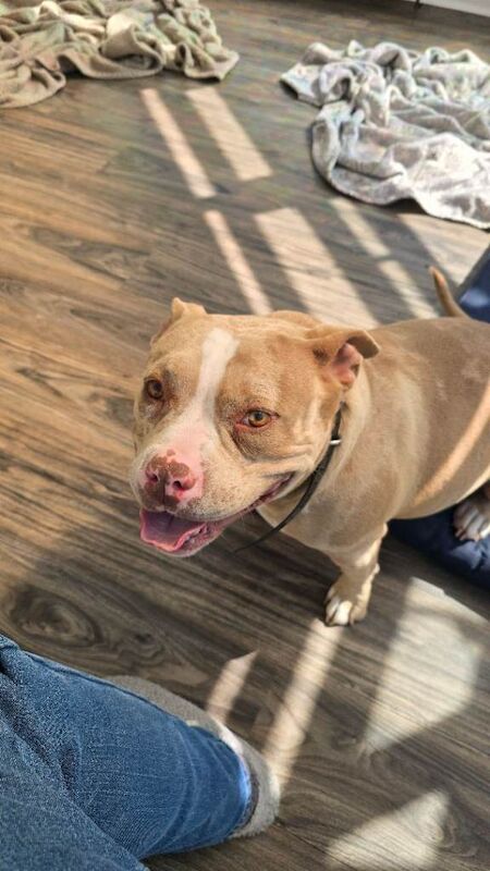 3yr old female Pocket Bully - Image 2 of 3