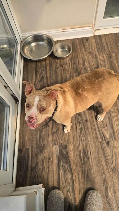 3yr old female Pocket Bully - Image 3 of 3
