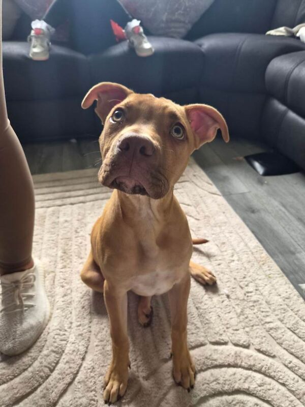4 month old bully
