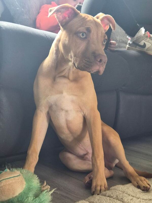 4 month old bully - Image 2 of 4