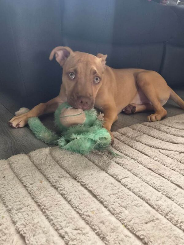 4 month old bully - Image 3 of 4