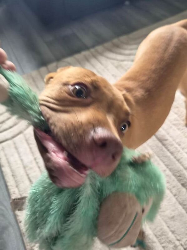 4 month old bully - Image 4 of 4