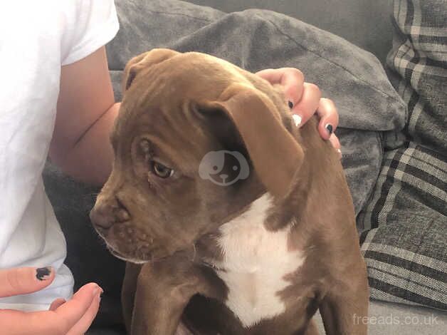 American Bulldog puppies for sale in York, Lancashire – 1 year old - Image 3 of 5