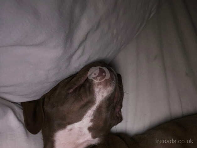 American Bulldog puppies for sale in York, Lancashire – 1 year old - Image 4 of 5