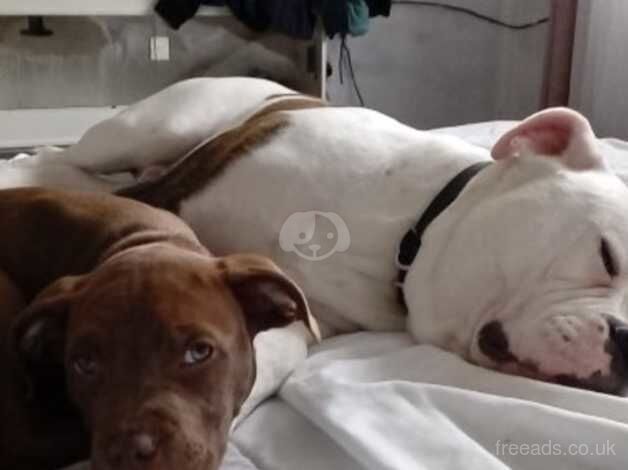 American Bulldog puppies for sale in York, Lancashire – 1 year old - Image 5 of 5