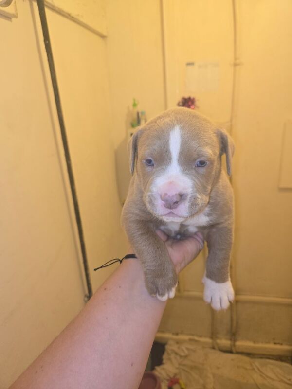 4 week old American bully pups for sale in Newport / Casnewydd, Gwent