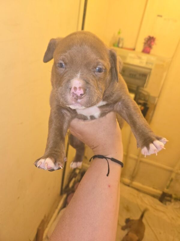 4 week old American bully pups for sale in Newport / Casnewydd, Gwent | Image 2