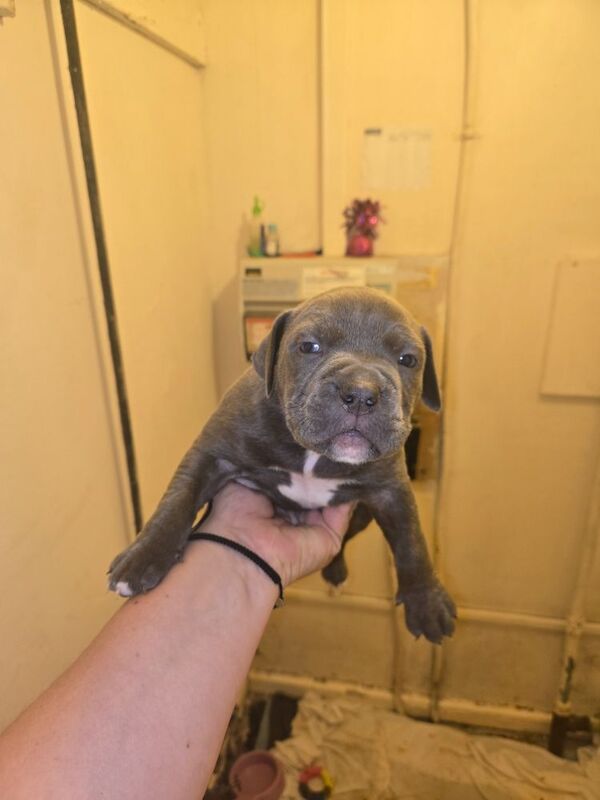 4 week old American bully pups for sale in Newport / Casnewydd, Gwent | Image 3
