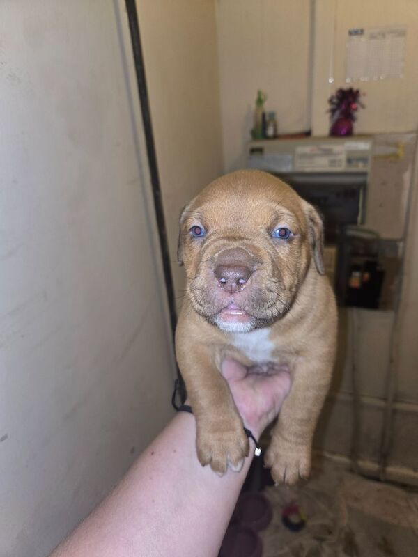 4 week old American bully pups for sale in Newport / Casnewydd, Gwent | Image 4