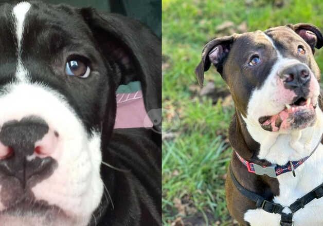 American Bulldog puppies for sale in Liverpool, Merseyside – 4 years old - Image 1 of 1