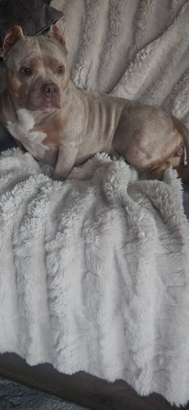 American Bulldog puppies for sale in Leyland, Lancashire – 3 years old - Image 2 of 3