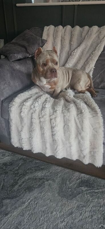 American Bulldog puppies for sale in Leyland, Lancashire – 3 years old - Image 3 of 3