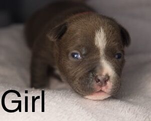 American Bulldog puppies for sale in Exeter, Devon – 10 months old - Image 2 of 8