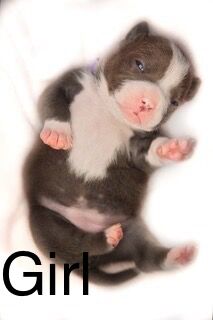 American Bulldog puppies for sale in Exeter, Devon – 10 months old - Image 4 of 8