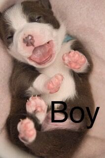 American Bulldog puppies for sale in Exeter, Devon – 10 months old - Image 5 of 8