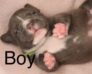 5 girls 3 boys pocket bully's puppys for sale in Exeter, Devon - Image 6