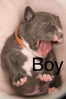 American Bulldog puppies for sale in Exeter, Devon – 10 months old - Image 7 of 8