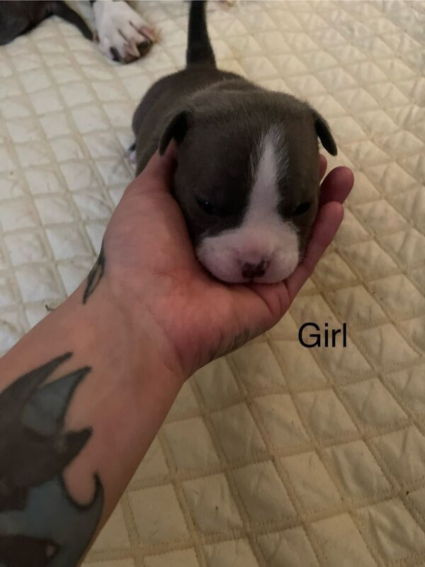 American Bulldog puppies for sale in Exeter, Devon – 10 months old - Image 8 of 8