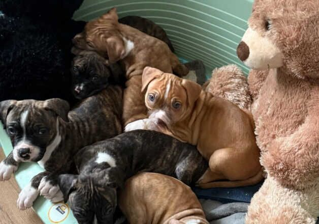American Bulldog puppies for sale in Ipswich, Suffolk – 9 months old - Image 1 of 2