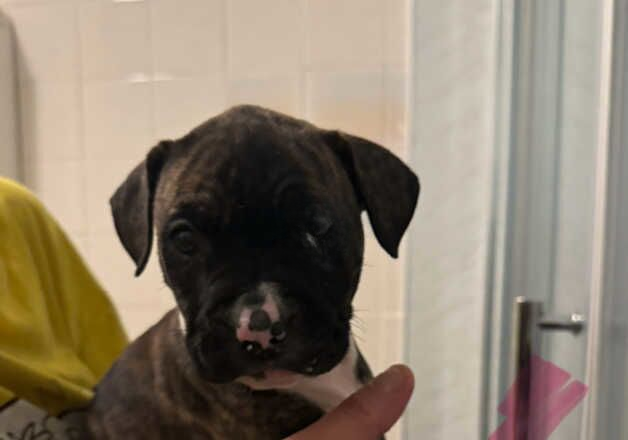 American Bulldog puppies for sale in Ipswich, Suffolk – 9 months old - Image 2 of 2