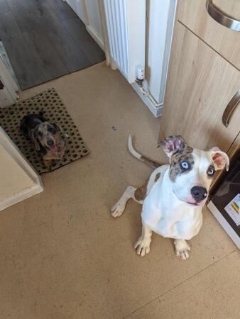 6 month old American bulldog bitch for sale in Royal Leamington Spa, Warwickshire