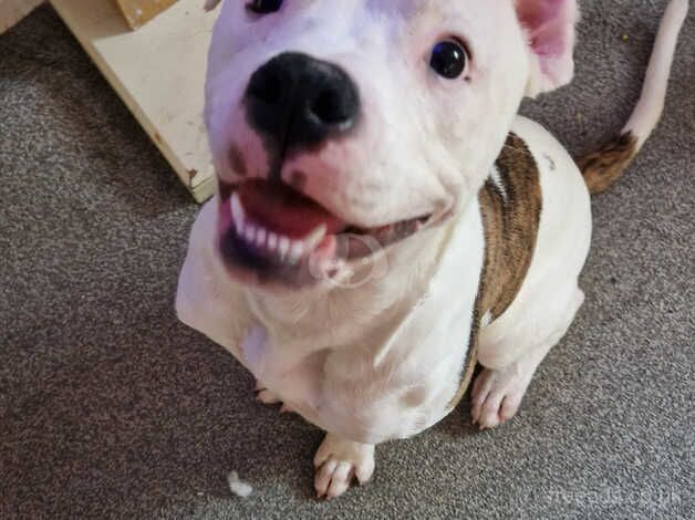 American Bulldog puppies for sale in Dewsbury, West Yorkshire – 1 year old - Image 2 of 5