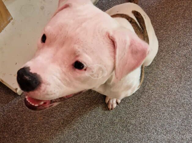 American Bulldog puppies for sale in Dewsbury, West Yorkshire – 1 year old - Image 3 of 5