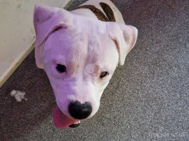 American Bulldog puppies for sale in Dewsbury, West Yorkshire – 1 year old - Image 4 of 5