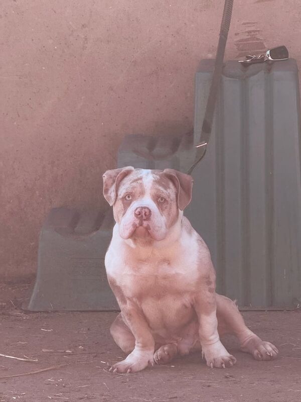 American Bulldog puppies for sale in Abercynon, Mid Glamorgan – 7 months old - Image 2 of 4