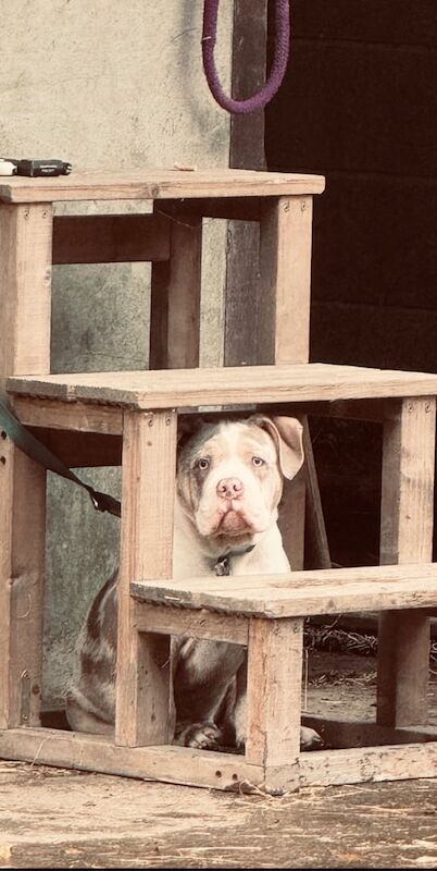American Bulldog puppies for sale in Abercynon, Mid Glamorgan – 7 months old - Image 3 of 4