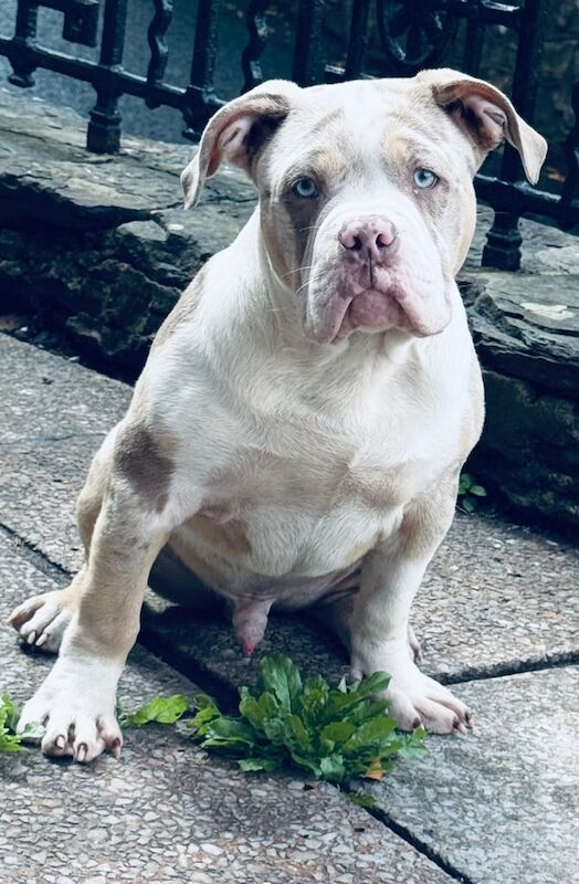 American Bulldog puppies for sale in Abercynon, Mid Glamorgan – 7 months old - Image 4 of 4