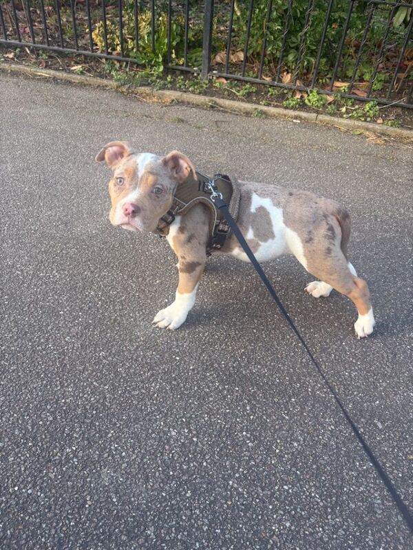 6-Month-Old Tri Merle Pocket Bully Puppy