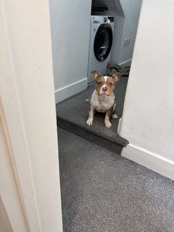 6-Month-Old Tri Merle Pocket Bully Puppy - Image 4 of 5