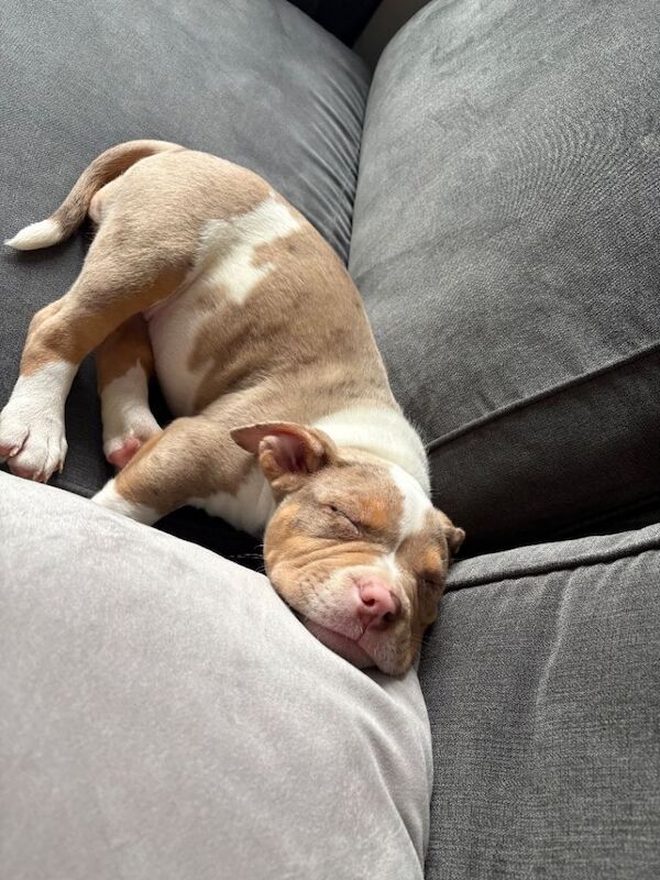6-Month-Old Tri Merle Pocket Bully Puppy - Image 5 of 5