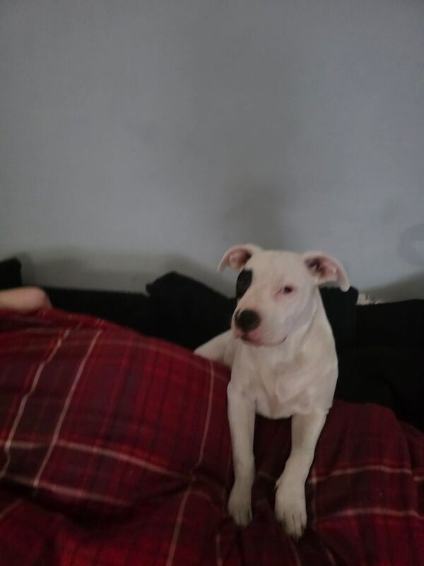 American Bulldog puppies for sale in Croydon, Greater London – 6 months old