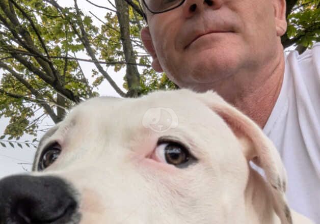 American Bulldog puppies for sale in Grantham, Lincolnshire – 1 year old - Image 4 of 5