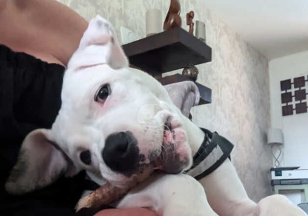 American Bulldog puppies for sale in Grantham, Lincolnshire – 1 year old - Image 5 of 5