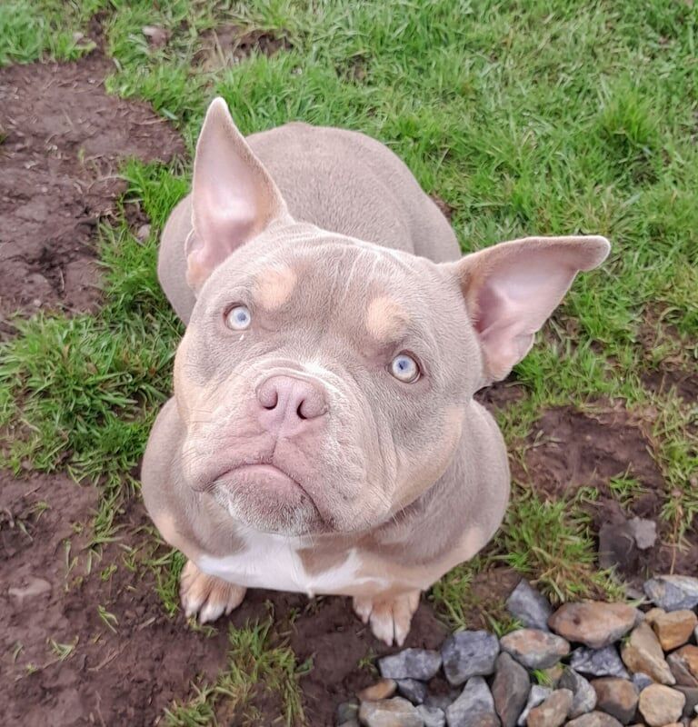 7 month old micro exotic bulldog - Image 2 of 3