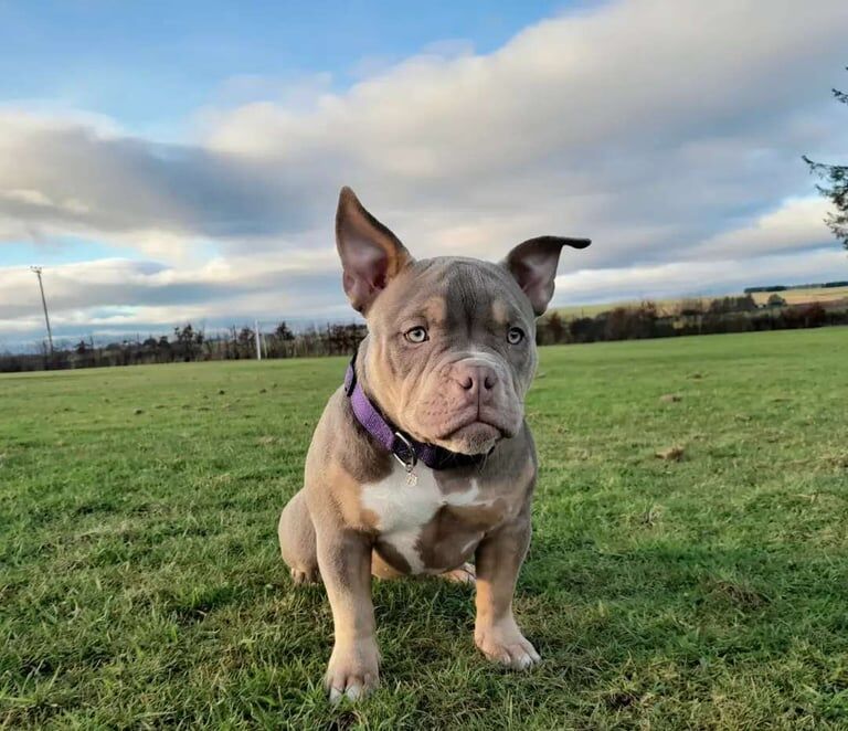 7 month old micro exotic bulldog - Image 3 of 3