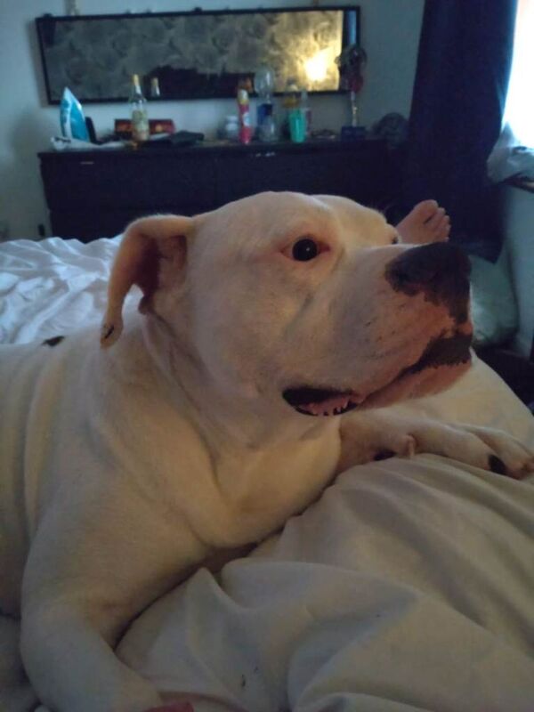 7 year old American bull dog - Image 2 of 3